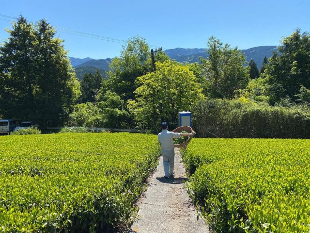 𓂃お茶時の背中𓂃
手摘みしたお茶を茶園から運ぶ後ろ姿

青空と新芽のもえぎ色が輝く中に
みんなで一芽一芽摘みあげた茶葉を
大切に大切に運びます🌱

傾斜をものともせず、
サクサクと進んでいく背中は
頼もしくてカッコいいですね◎

#川根本町 #川根茶 #お茶 #煎茶 #普通煎茶 #新茶 #全国茶品評会 #全国 #茶 #品評会 #青空 #もえぎ色 #青 #後ろ姿 #背中 #手摘み #茶摘